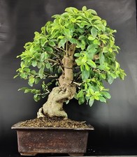 Bonsai durantha indoorbonsai usato  Cison di Valmarino