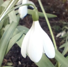 Galanthus wolkensterne schneeg gebraucht kaufen  Trinwillershagen