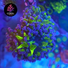 Stunning frogspawn coral for sale  STOCKPORT