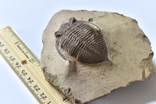 Trilobite fossil zlichovaspis for sale  Lakeville
