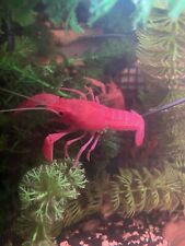 Pink sakura valentine for sale  Tampa