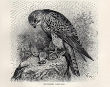 Stampa antica 1894 usato  Pescara
