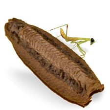 Carolina praying mantis for sale  Somers