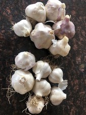 Garlic bulbs organic for sale  Malad City