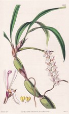 Otochilus Fusca Népal Botanique Fleur Botanique Gravure Cuivre Curtis 3921 comprar usado  Enviando para Brazil