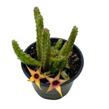 Stapelia procumbens inch for sale  Apopka