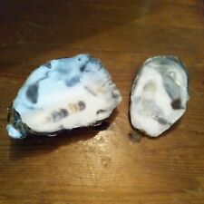 Oystershell ashtray soap for sale  WINDERMERE