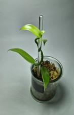 Vanilla planifolia vanillier d'occasion  Donzère