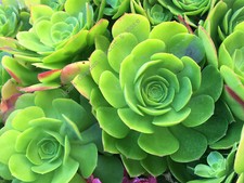 Succulents cactus rose for sale  Fountain Valley
