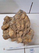 Fossilien schnecken ammoniten gebraucht kaufen  Berg b.Neumarkt i.d.OPf.