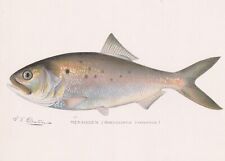 Original antique fish for sale  Southampton