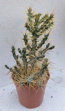 Austrocylindropuntia molesta p usato  Lecce