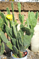 Puntia stricta feigenkaktus gebraucht kaufen  Herzebrock-Clarholz