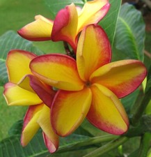 Rare grafted toba for sale  Honolulu