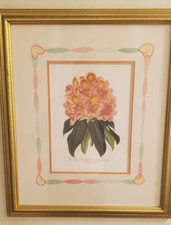 pink rhododendron large for sale pink rhododendron large for sale Asheville