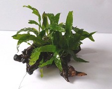 dekowurzel gebraucht kaufen dekowurzel gebraucht kaufen  Lich