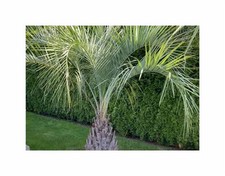 Butia yatay palma usato  Spedire a Italy
