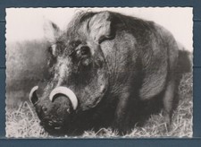 Cpsm 1960 nature d'occasion  Bourg-en-Bresse