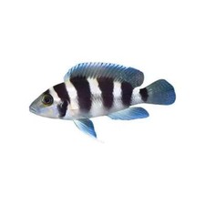 Lamprologus tretocephalus cich for sale  Discovery Bay