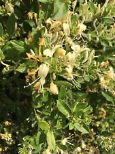 honeysuckle lonicera for sale  Tatum