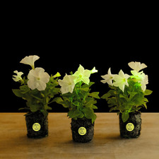 houseplants 5 set for sale houseplants 5 set for sale Denver