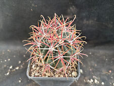 Ferocactus gracilis coloratus usato  Massafra