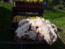 Rohwolle schaf wolle gebraucht kaufen  Neugersdorf
