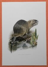 Nutria myocastor coypus gebraucht kaufen  Lauenburg/ Elbe