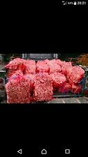 Large kindling nets for sale  MAIDSTONE