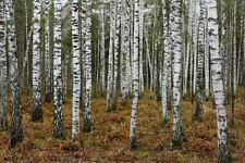 Weeping birch plant for sale  UTTOXETER