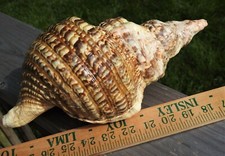 Large natural charonia for sale  USA
