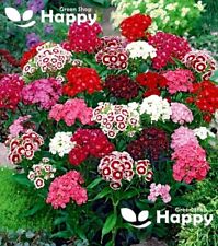 Sweet william flower for sale Sweet william flower for sale  DONCASTER