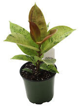 Flowerpotnursery moonshine fic for sale  Loranger