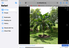 fiskars 5 tree pruner for sale fiskars 5 tree pruner for sale Honolulu