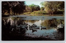 Cartão postal infantil Texas TX Fair Lake Ducks City Park 1950 parque infantil piscina pássaro comprar usado  Enviando para Brazil
