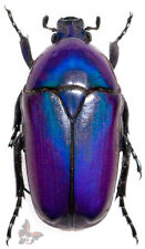 Usado, Chlorocala africana oertzeni-RARO!!(FORMA VIOLETA/AZUL), besouro desmontado comprar usado Usado, Chlorocala africana oertzeni-RARO!!(FORMA VIOLETA/AZUL), besouro desmontado comprar usado  Enviando para Brazil