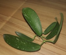 Hoya sungwookii splash gebraucht kaufen  Neustadt a.d.Waldnaab