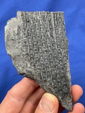 Carboniferous sigillaria tree gebraucht kaufen  Saarbrücken