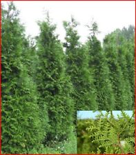 Evergreen bushy thuja for sale  UK