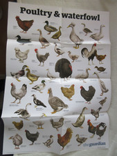 Guardian wallchart poultry for sale  HASTINGS