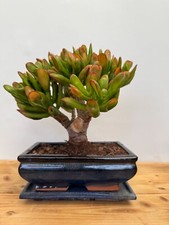 Zimmerbonsai bonsai crassula gebraucht kaufen  Böhl-Iggelheim