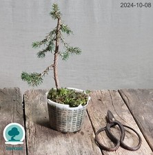 Bonsai picea abies usato  Merate