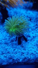 lps coral for sale lps coral for sale BILLINGSHURST