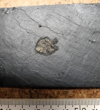 Flachtier homalozoa anatifopsi gebraucht kaufen  Deutschland