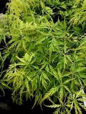 Japanese maple green for sale  Woodburn