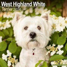 West highland white for sale  UK