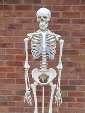anatomical skeletons for sale anatomical skeletons for sale HEREFORD
