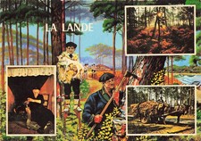 Lande foret landaise d'occasion  France