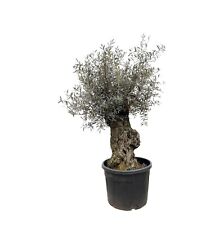 Lea europaea bonsai gebraucht kaufen  Pritzwalk