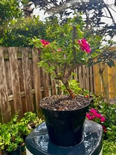 Bonsai style pre for sale  Bonita Springs